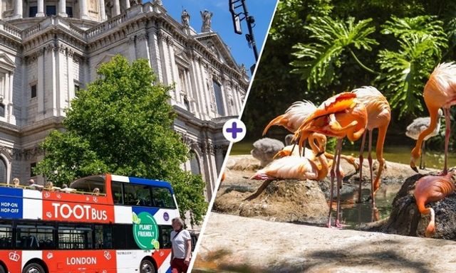 Tootbus London Hop-On, Hop-Off & London Zoo ticket